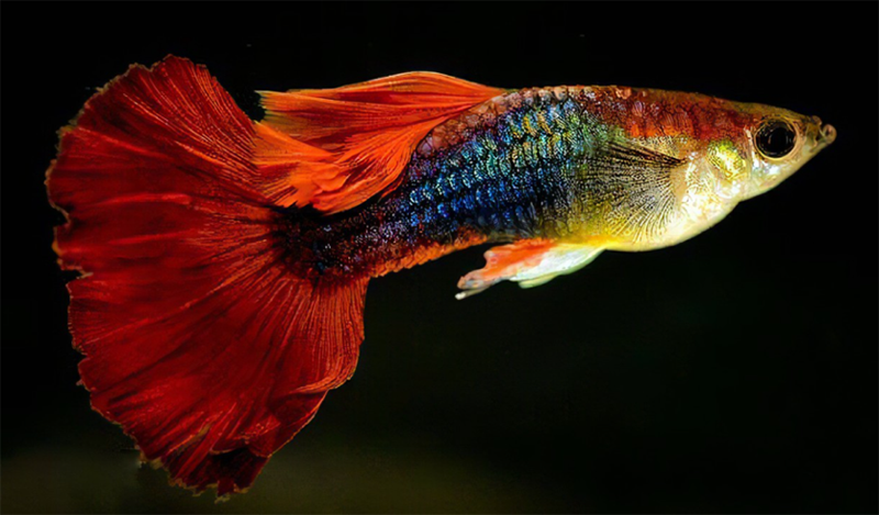 Популяризация науки4