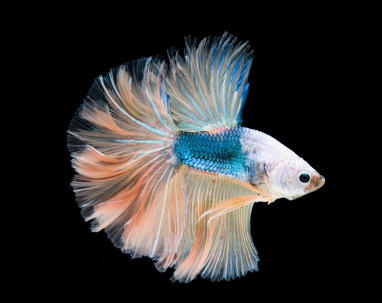 Как правильно выбрать УФбактерицидную лампу для аквариума и способ установки